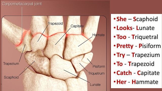 <p>8</p><div data-type="horizontalRule"><hr></div><ol><li><p>Scaphoid</p></li><li><p>Lunate</p></li><li><p>Triquetrum</p></li><li><p>Pisiform</p></li><li><p>Trapezium</p></li><li><p>Trapezoid</p></li><li><p>Capitate</p></li><li><p>Hamate</p></li></ol><p></p>