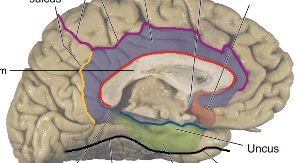 <p>Label Limbic lobe</p>
