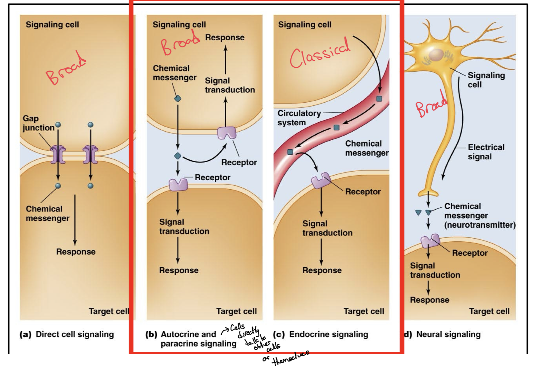 <p>Direct Cell Signaling (General Definition)</p><p>Autocrine and Paracrine Signaling (General Definition)</p><p>Endocrine Signaling (Classical Definition)</p><p>Neural Signaling (General Definition) </p>