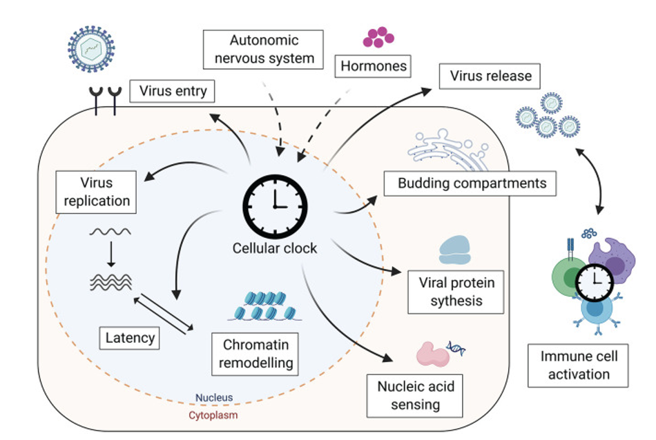 <p><span><strong>of viruses at many levels</strong></span></p><p style="text-align: center;"><span><strong>(below, shown for virus entering nucleus—DNA containing virus)</strong></span></p>