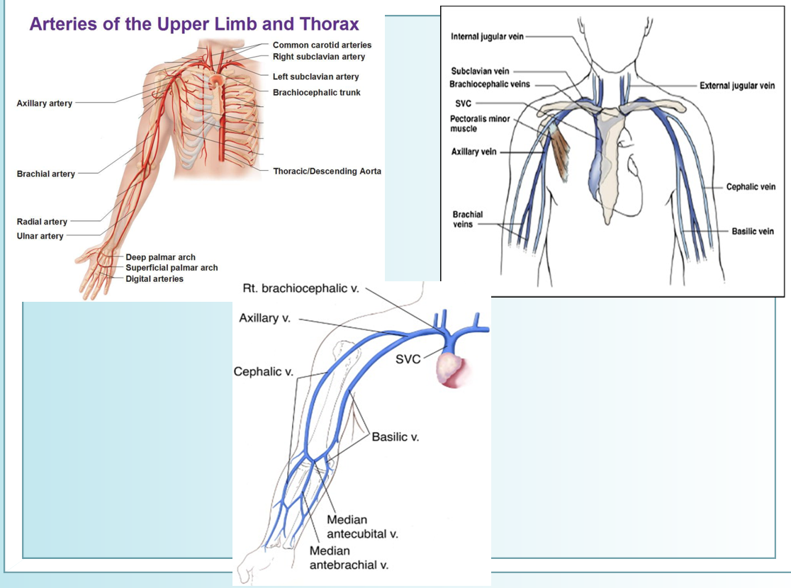 <p>brachiocephalic artery</p><p>subclavian artery</p><p>axillary artery</p><p>brachial artery</p><p>ulnar artery</p><p>radial artery</p>