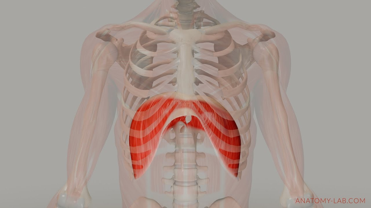 <p>Flattens to increase volume of thorax for inspiration </p>