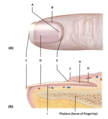 <p>Identify the structure labeled G</p><p>A. Root of nail</p><p>B. Lateral nail fold</p><p>C. Nail matrix</p><p>D. Free edge of nail</p><p>E. Proximal nail fold</p><p>F. Eponychium (cuticle)</p><p>G. Nail bed</p><p>H. Body of nail</p><p>I. Lunula</p>
