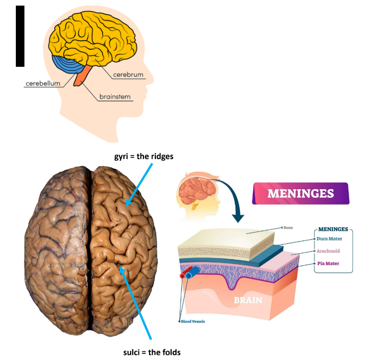 <p>cerebrum, cerebellum, brainstem</p><p>_</p><p><strong>meninges</strong>: 3 layers of tissue that cover &amp; protect the brain</p><ul><li><p>dura mater, arachnoid, pia mater</p></li></ul><p><strong>sulci </strong>- the folds (“suck”)</p><p><strong>gy<u>r</u>i </strong>- the <u>r</u>idges (“rise”)</p><p>__</p><p>the brain contains a rich <u>vasculature</u> (← arteries &amp; veins)</p><p><strong>phrenology</strong>: different brain regions have different functions</p><ul><li><p>(old study &amp; was proven wrong)</p></li></ul><p></p>