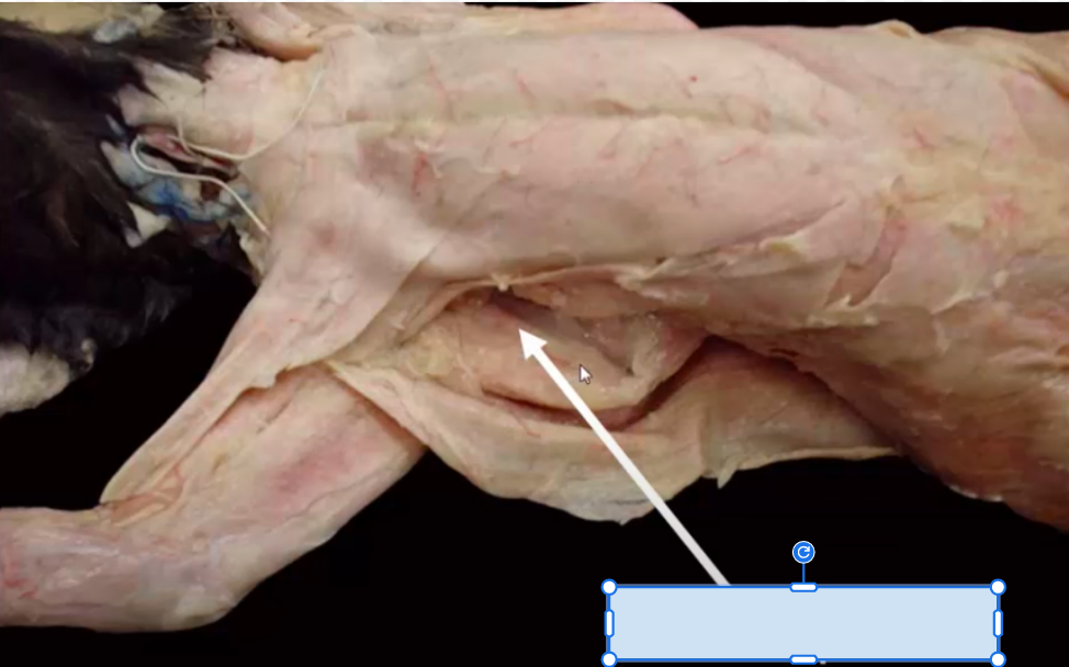 <p>What is hidden?</p>