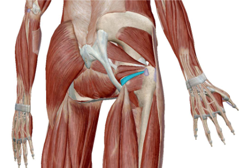 <p>what muscle is this</p>