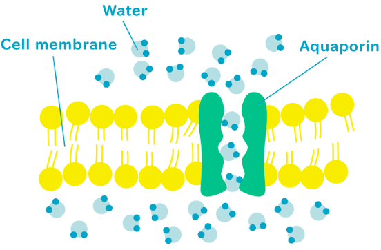<p>A water channel in the cell, so that water can enter and exit by facilitated diffusion</p>