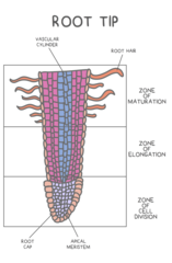 <p>root caps</p>