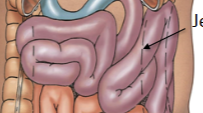 <p>2nd segment of small intestine. Increase in villi/circular folds and therefore surface area (compared with rest of small intestine). Majority of nutrient absorption. <strong>Intraperitoneal</strong>. Supplied by superior mesentaric vein/artery (true midgut). </p>