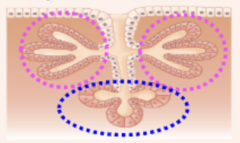 <p>- salivary glands</p><p>- glands of respiratory passages and pancreas</p>