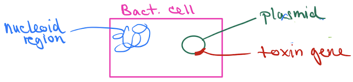 <ul><li><p>may involve bacterial plasmids that carry genes for toxins</p><ul><li><p>as a result of <mark data-color="yellow" style="background-color: yellow; color: inherit;">lysogeny</mark> involving <u>phage (bacterial virus) conversion</u></p></li></ul><p>or</p><ul><li><p>as a result of <mark data-color="yellow" style="background-color: yellow; color: inherit;">DNA transfer</mark> involving a <u>conjugation pilus</u></p></li></ul></li></ul><p></p>