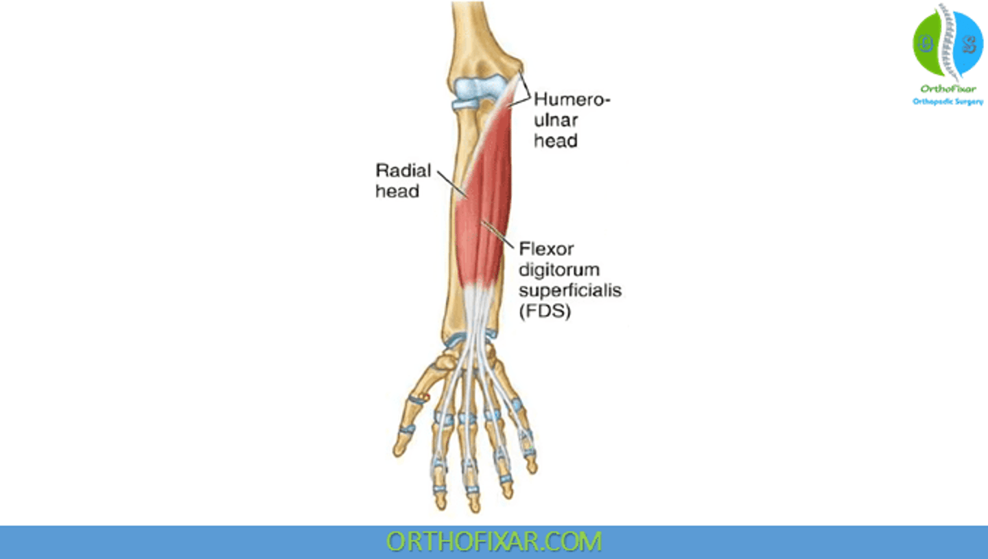 <p>Both sides of middle phalanges of the four fingers</p>