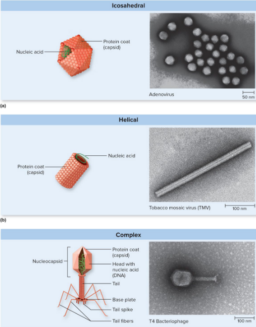 <ul><li><p>determined by capsid</p></li><li><p>icosahedral</p></li><li><p>helical</p></li><li><p>complex (most phages)</p></li></ul><p></p>
