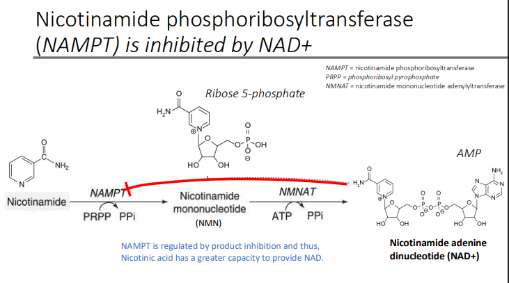 <p>Nicotinic acid</p>