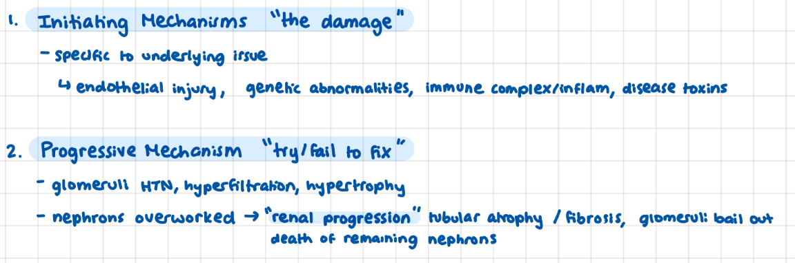 <p>1) <u>initiating mechanisms</u>/damages, 2) <u>progressive mechanism</u>: trying/failing to fix (overwork/bail out)</p><p>little lady: “so how do we want to progress from here”</p><p>*<strong>renal progression:</strong> point at which remaining nephrons begin to die</p>