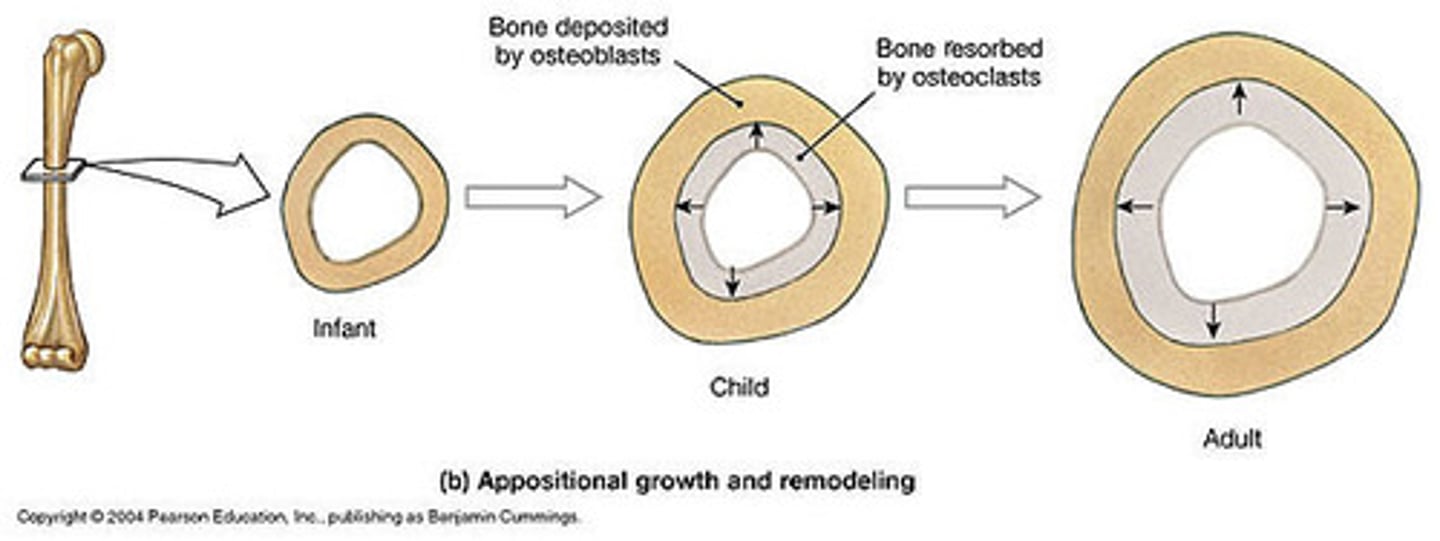 <p>Width growth via periosteum.</p>