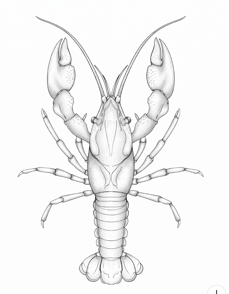 <p>Is this the ventral or dorsal side?</p>