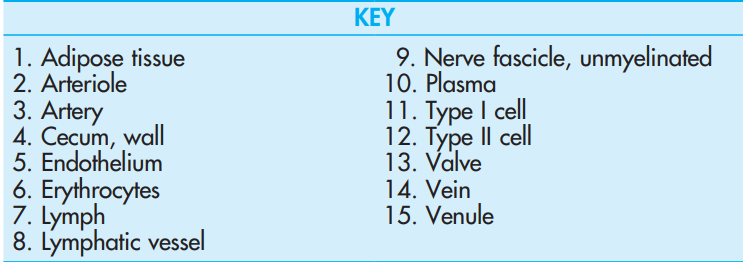 <p>Lymphatic Vessel with Valve, Artery, and Vein, <strong>Cecal Tonsil</strong></p>