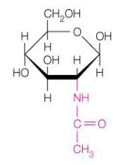 <p>het is een geacetyleerd aminosuiker, een derivaat van een monosacharide waarbij een alcoholgroep vervangen werd door een aminogroep met daarop een acetylgroep</p><p>het is een structurele component voor polysachariden die in de celwand van bacteriën voorkomen</p>