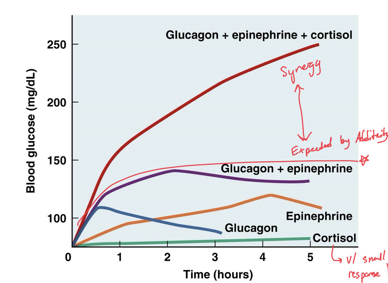 <p>When two or more hormones work in the same way on the same target, work together to produce a combined effect of their two individual efforts. </p>