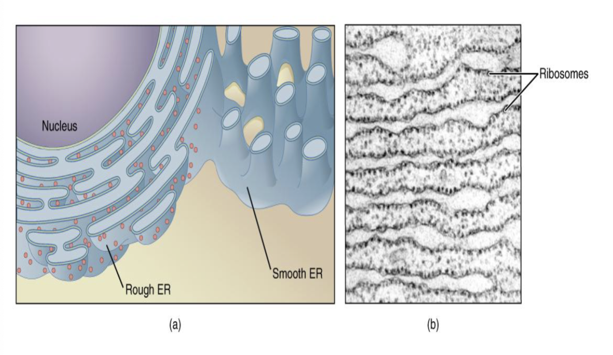 <p>small structures which build proteins from subunit AA’s. Red dots above left, dark dots above right</p>