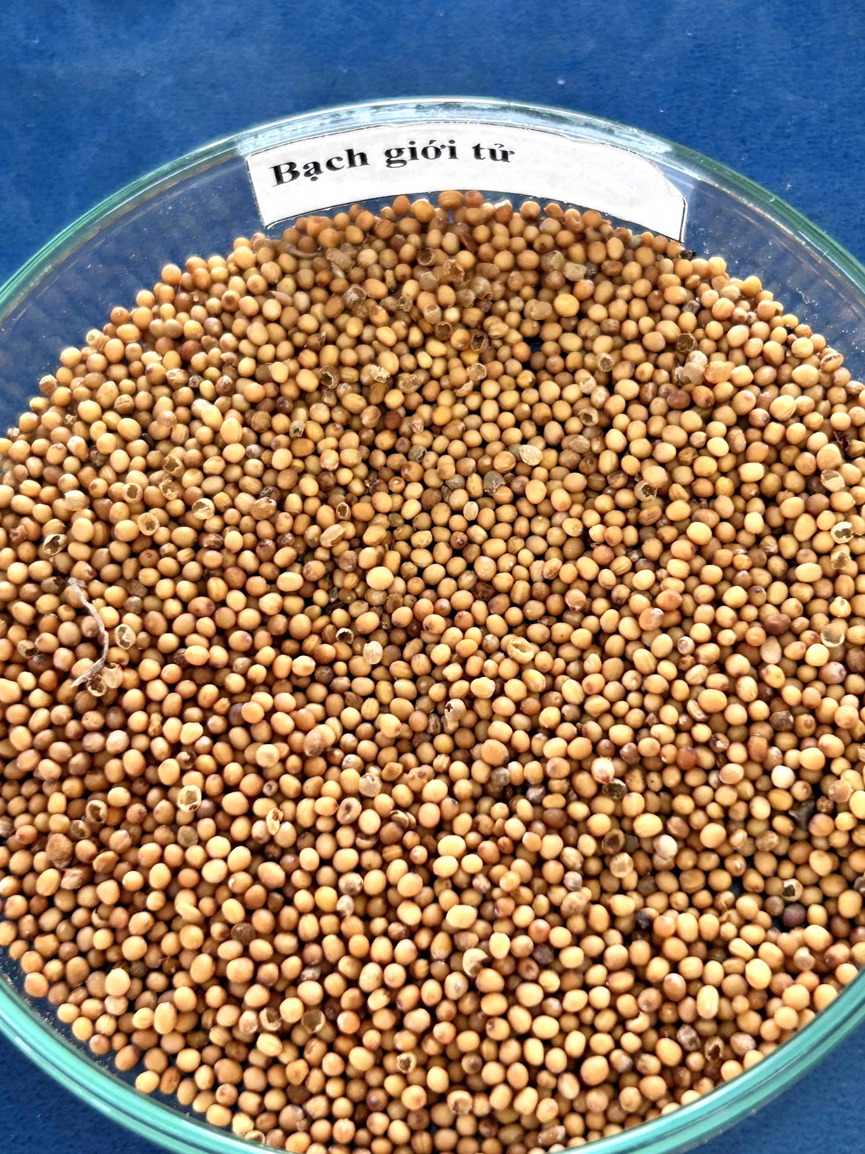 <p>bạch giới tử</p>