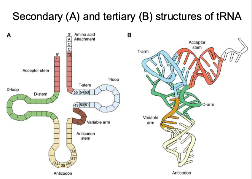 <p>it can fold back on itself and form complementary base pairs within the same RNA molecule</p>