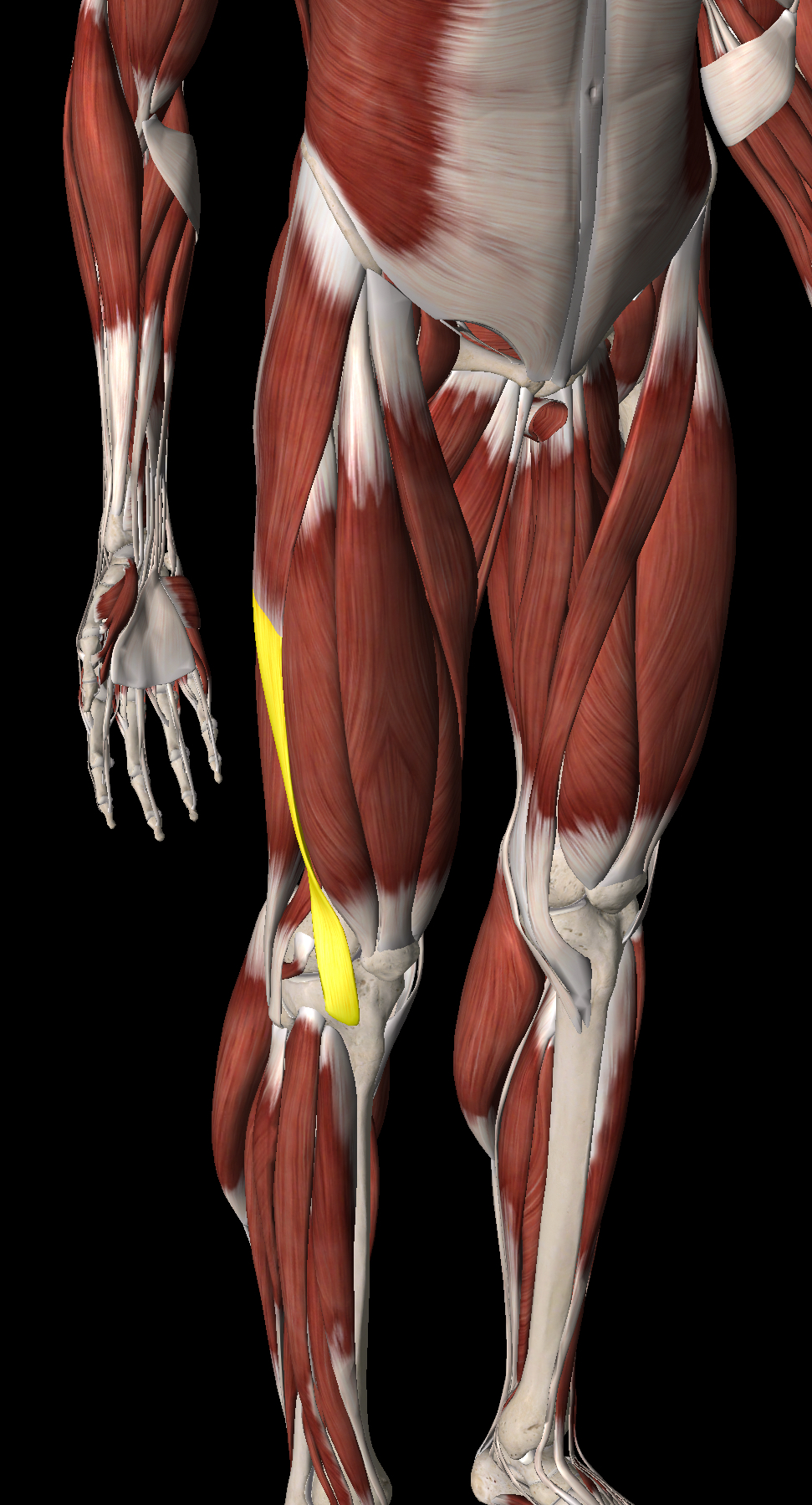 <p>What muscle is this?</p>