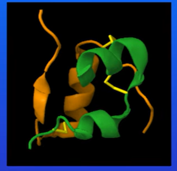 <p>A hormone carried in bloodstream , plays a role in blood glucose regulation</p><p>Consists of two polypeptide chains , and the two chains are linked by disulfide bonds</p><p>Hormones like insulin carry out their functions by binding to specific receptor molecules, these receptors are proteins found on cell membrane of target cells.</p>