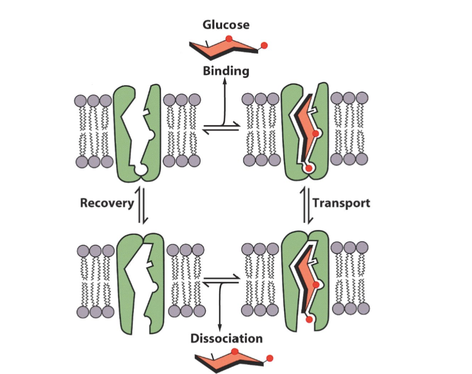 <ul><li><p>Using a protein to transport from high to low concentration across a membrane </p></li><li><p>No ATP required, it is passive movement that requires a transporter </p></li></ul><p></p>
