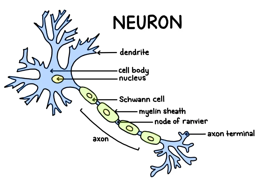 <p>know these structures: dendrites, cell body, nucleus, axon hillock, axon, synapse, synaptic terminal </p>