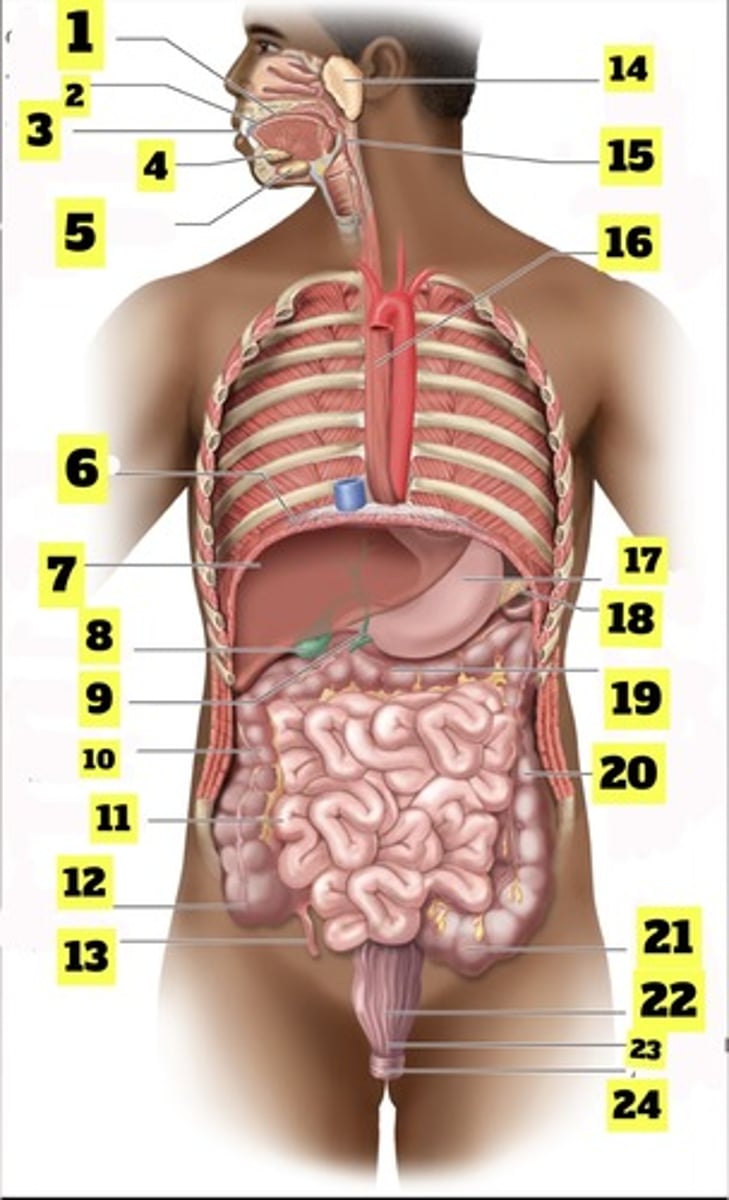 <p>cecum</p>