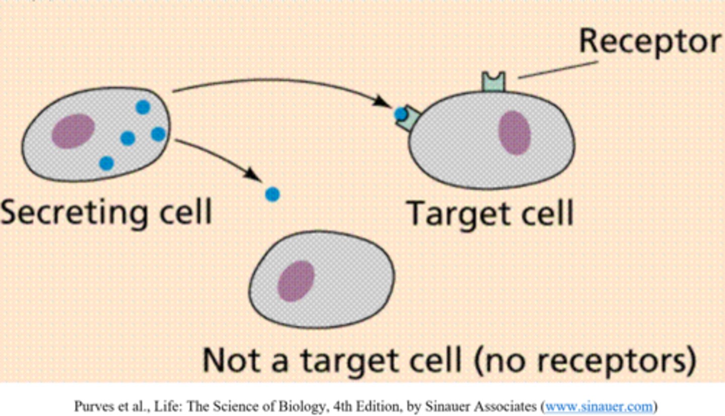<p>receptors</p>