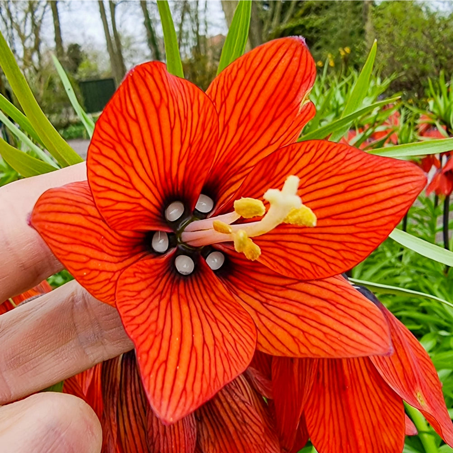 <p>Fritillaria imperialis - Kejsarkrona</p>
