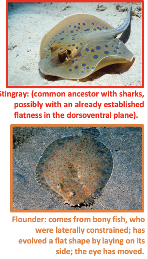 <ul><li><p>Preexisting Traits can limit the outcome of selection</p></li><li><p><span>Physical and chemical constraints limit evolution (e.g., thermodynamics, cell functioning and cell size, etc.)</span></p><ul><li><p><span>All evolutionary innovations are modifications of <strong>previously existing structures</strong></span></p><ul><li><p><span>Can only evolve if its pre-exisisted in some fashion.</span></p></li></ul></li><li><p><span>Lack of the necessary genetic variation prevents the evolution of certain traits</span></p><ul><li><p>Example: Flounder versus Stingray</p></li></ul></li></ul></li></ul><p></p>