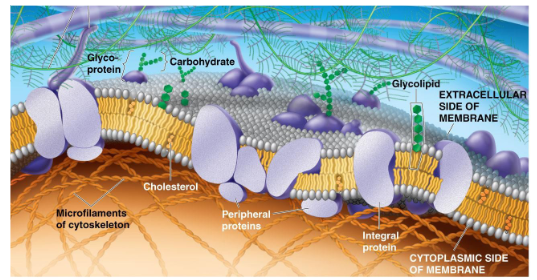 <p>The plasma membrane determines which substances can enter or leave the cell.</p>