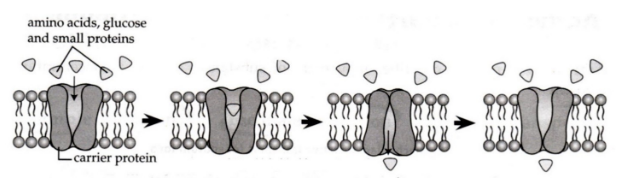<p><span>Identify the method of molecular transport shown below</span></p>