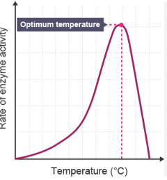 <p>-Enzyme activity is HIGHEST at Optimum Temperature 
-below optimum temp there are fewer collisions (activity decreases)
-above optimum temp the enzyme denatures (activity decreases)</p>