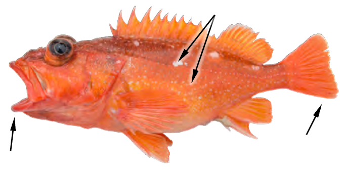 term image