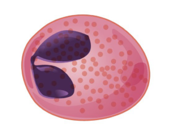 <p>Eosinophil</p>