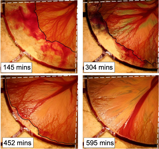 <p>Laboratory study of fan evolution:</p>