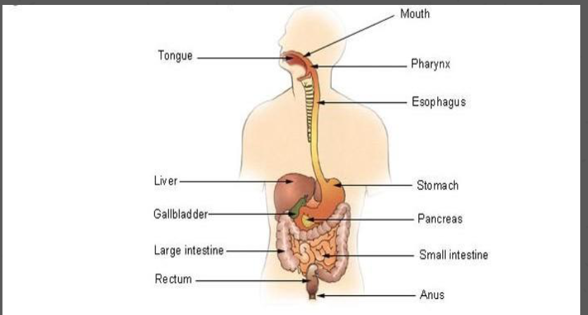 <ul><li><p>Mouth</p></li><li><p>Pharynx</p></li><li><p>Epiglottis</p></li><li><p>Esophagus</p></li><li><p>Stomach</p></li><li><p>Small Intestine</p></li><li><p>Large Intestine</p></li><li><p>Rectum</p></li><li><p>Anus</p></li></ul><p></p>