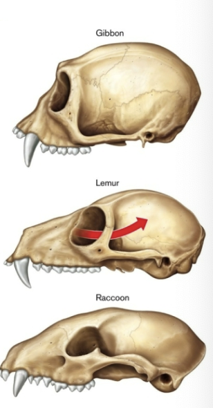 <p>forward facing eyes (increased depth perception)</p>