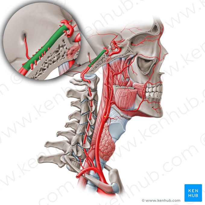 <p>bazális artéria</p>