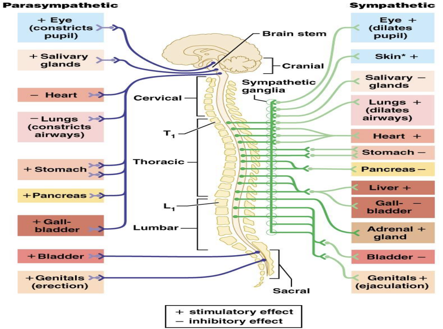 <p>Parasympathetic Division</p><ol><li><p>What does the parasympathetic division prepare the body for?</p></li><li><p>What happens to heart rate during parasympathetic activation?</p></li><li><p>What happens to respiratory rate during parasympathetic activation?</p></li></ol><p></p>