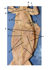 <p>J</p>