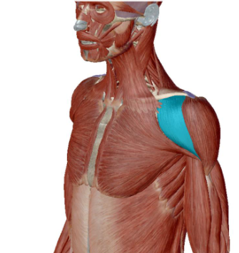 <p>what muscle is this</p>
