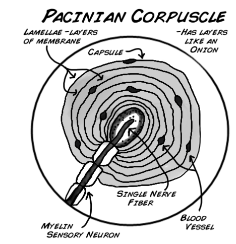 <p>These receptors respond to very fine detail by moving fingers, such as reading Braille. They are also selective to vibrations. They are similar to Meissner receptors in the way they fire and send signals. They act like an on/off switch that responds when a stimulus is applied and again when it is removed. It is located deep in the dermis region.</p>