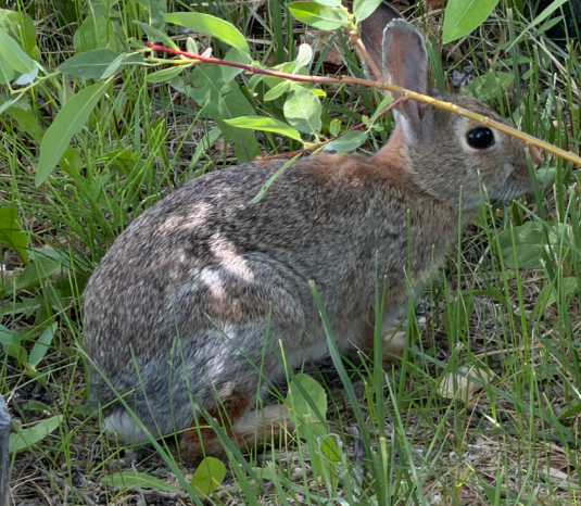 <p>Cottontail rabbit</p>