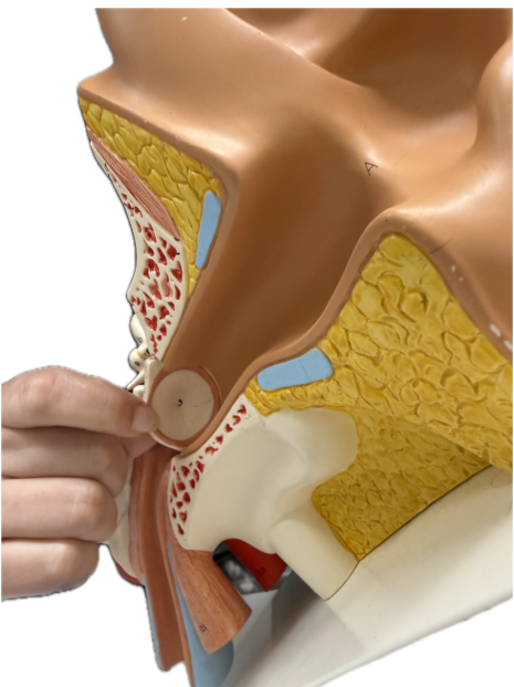 <p>What is the structure and function?</p>